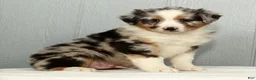 Australian Shepherd dogs for sale: Frank - Ad 8