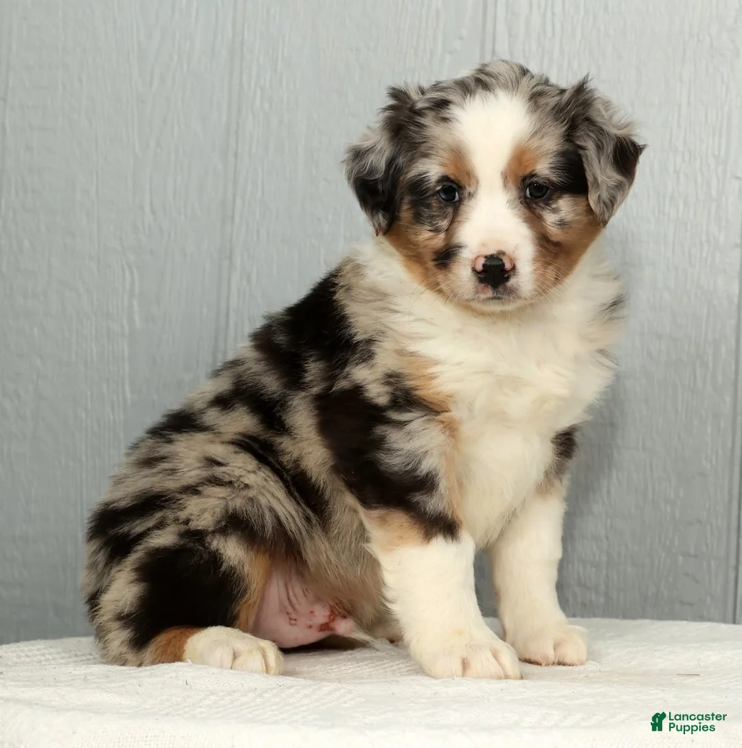 Australian Shepherd dogs for sale: Frank - Ad 8