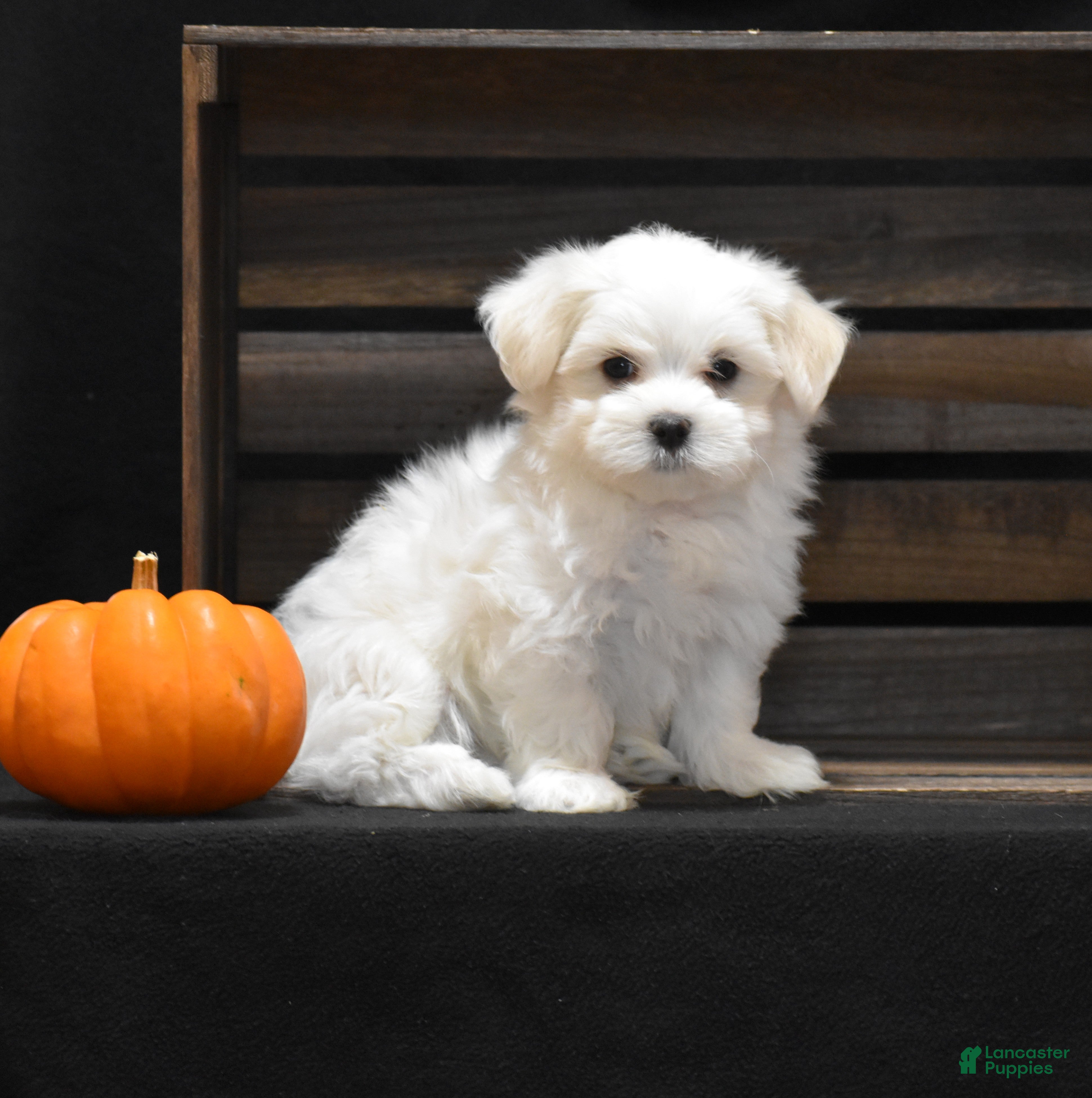 Maltese dogs Milo - Ad 2