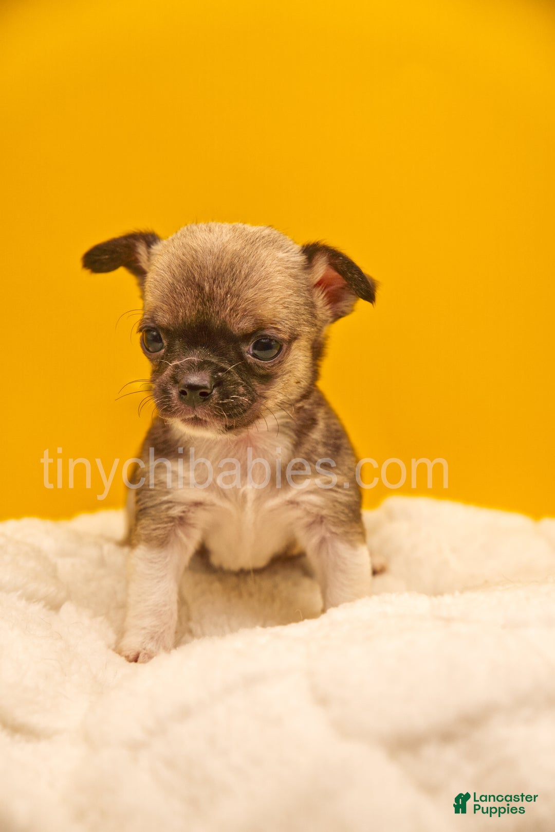 Chihuahua dogs for sale: Luna - Ad 3