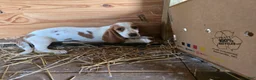 Basset Hound dogs for sale: Bella Basset Hound  - Ad 2