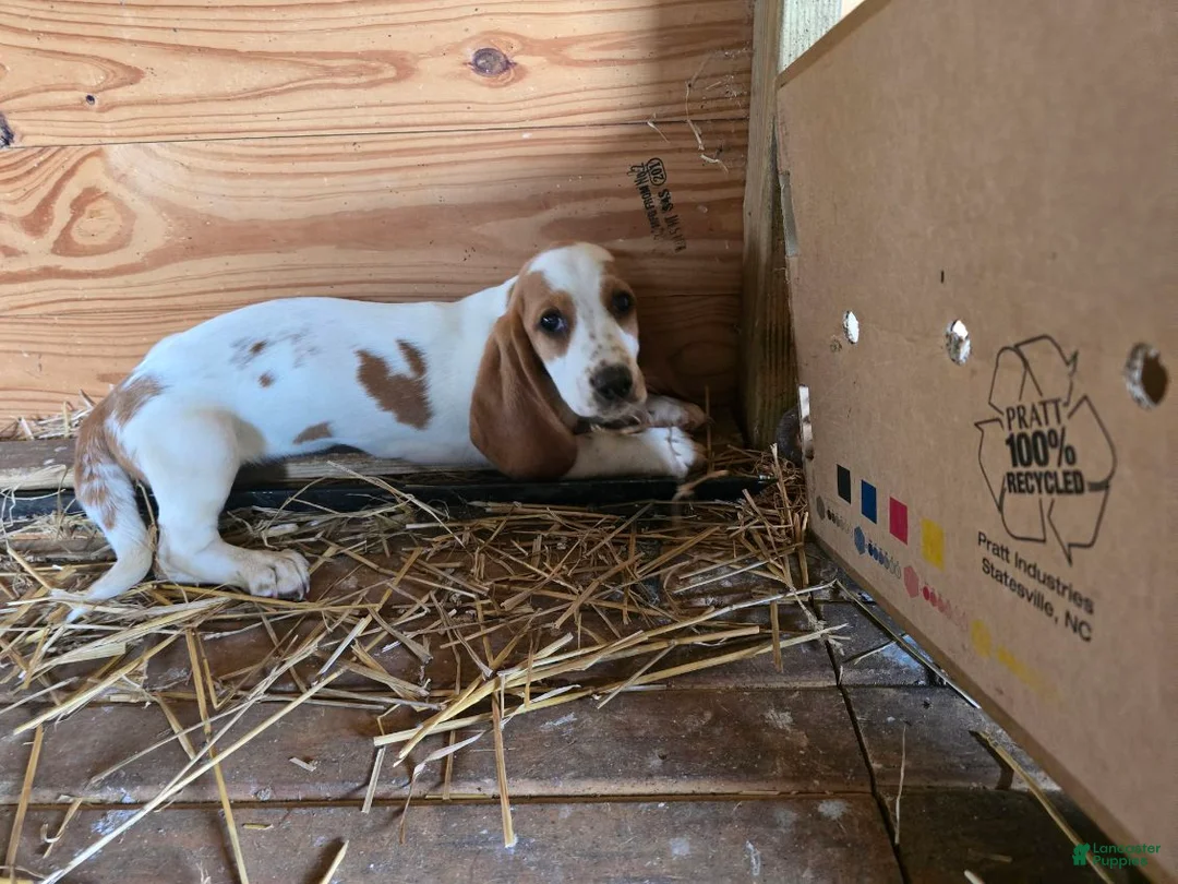 Basset Hound dogs for sale: Bella Basset Hound  - Ad 2