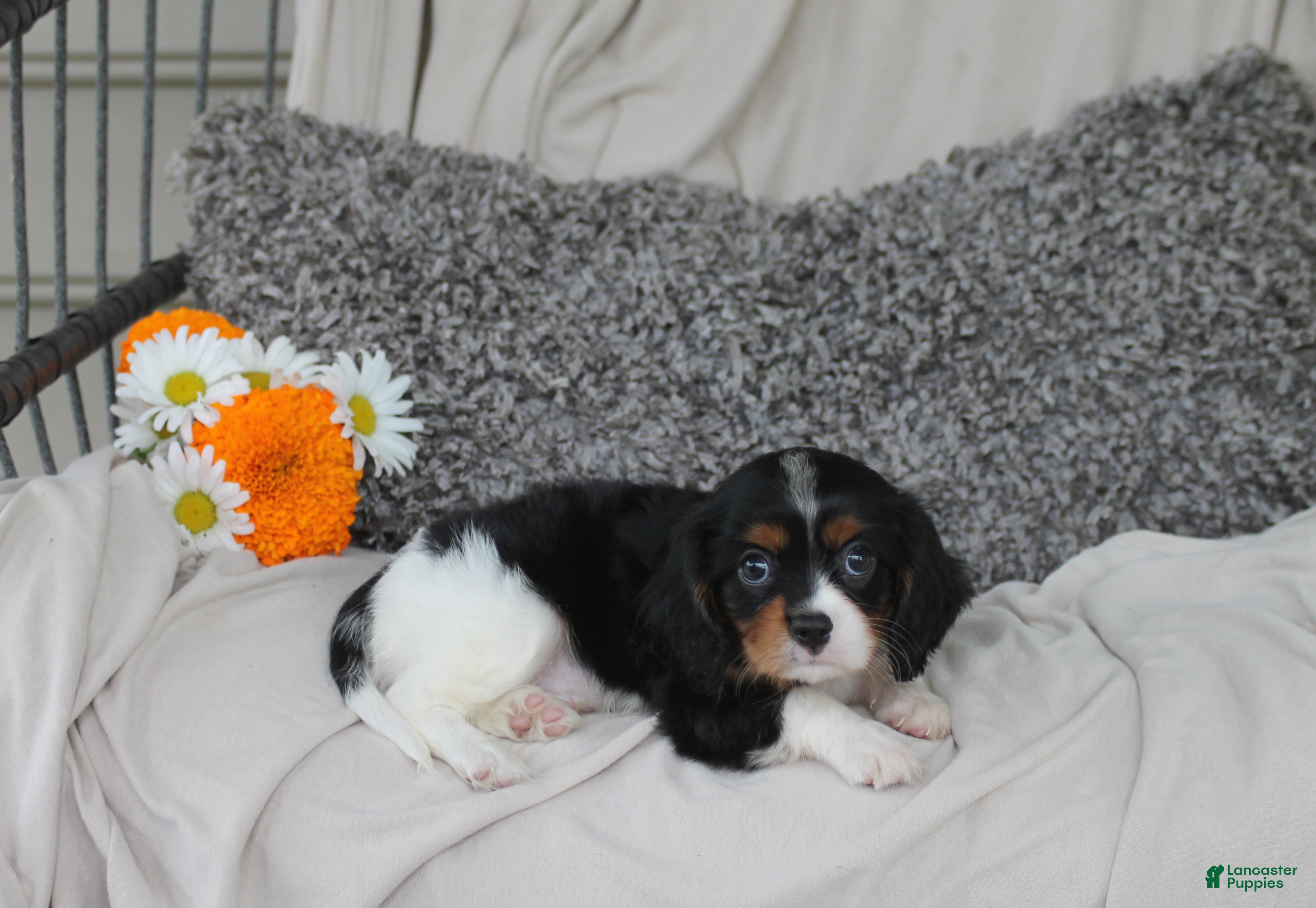 Cavalier King Charles Spaniel dogs Peter - Ad 2