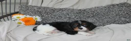 Cavalier King Charles Spaniel dogs for sale: Peter - Ad 2
