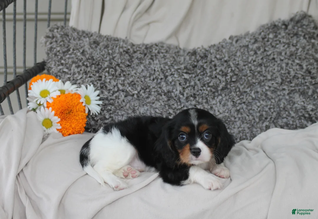 Cavalier King Charles Spaniel dogs for sale: Peter - Ad 2
