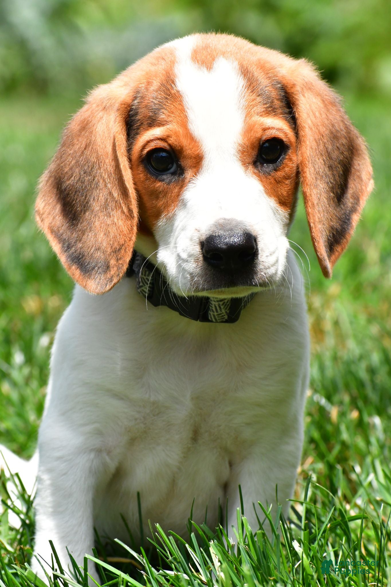 Beagle dogs Max - Ad 1