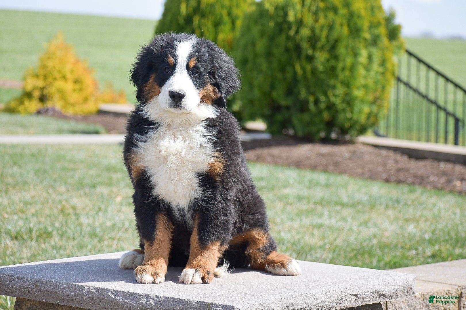 Bernese Mountain Dog dogs Gracie - Ad 1