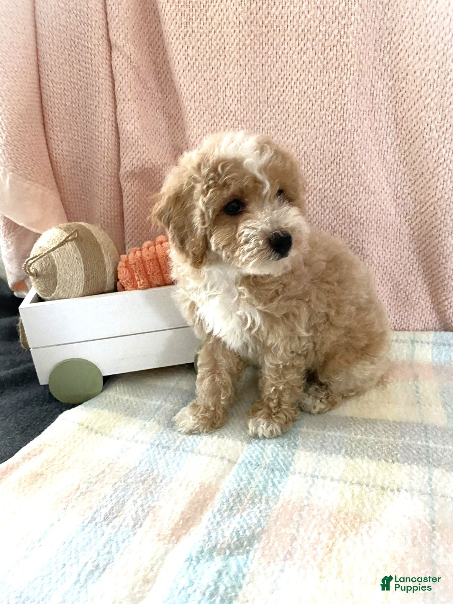 Bichpoo dogs Bichpoo 1 Candy - Ad 13