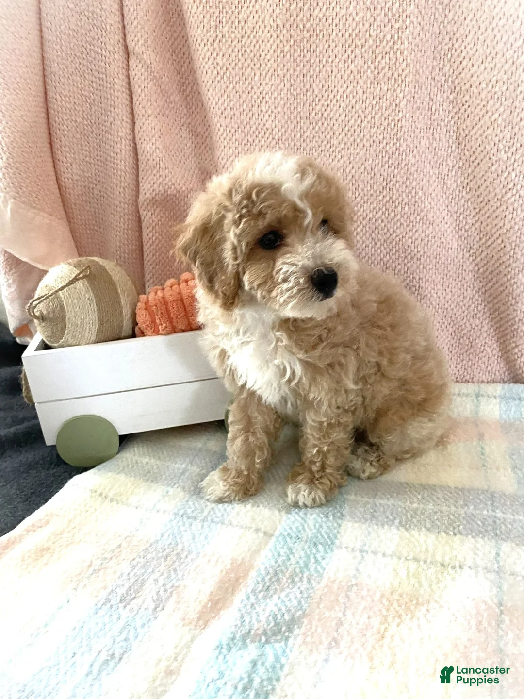 Bichpoo dogs for sale: Bichpoo 1 Candy - Ad 2