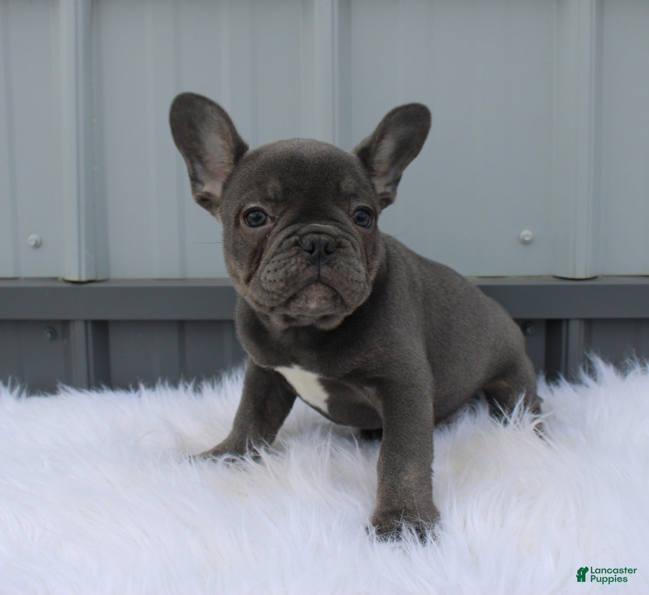 Mixed Breed dogs Teddy - Ad 22