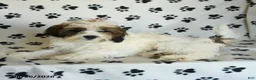 Mixed Breed dogs for sale: Utopia - Ad 4
