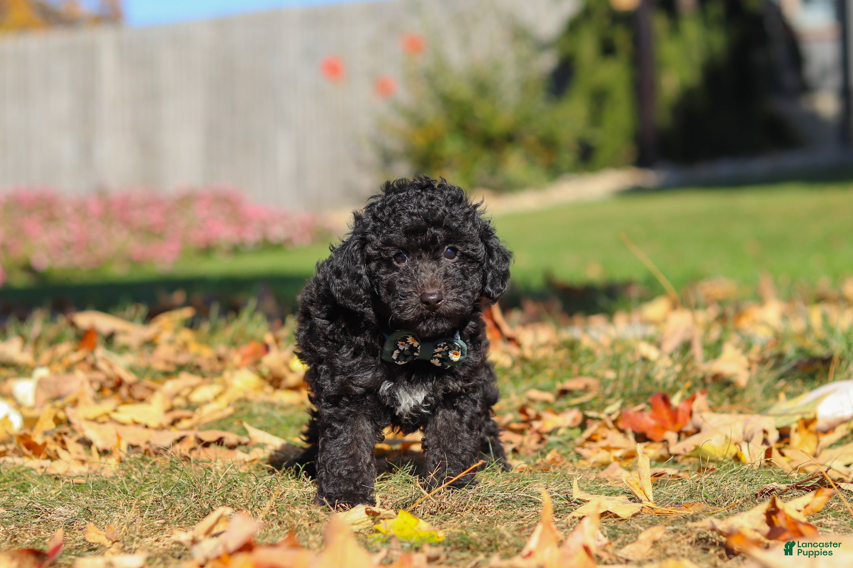 Miniature Poodle dogs Ringo🐾🐶 - Ad 2