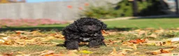 Miniature Poodle dogs for sale: Ringo🐾🐶 - Ad 2