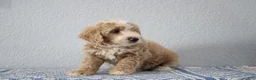 Mini Goldendoodle dogs for sale: Victor - Ad 6
