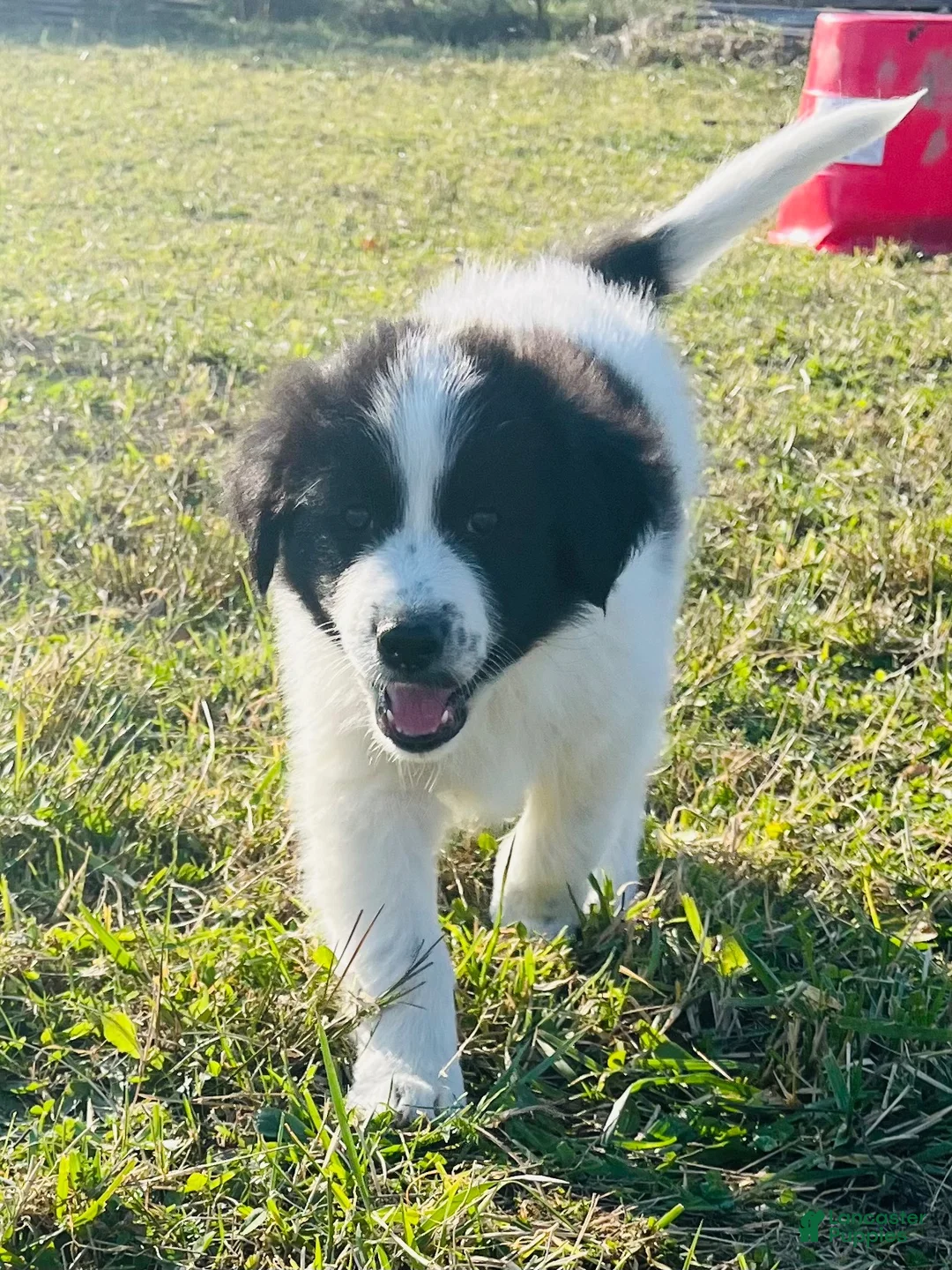 Mixed Breed dogs for sale: Markey - Ad 2