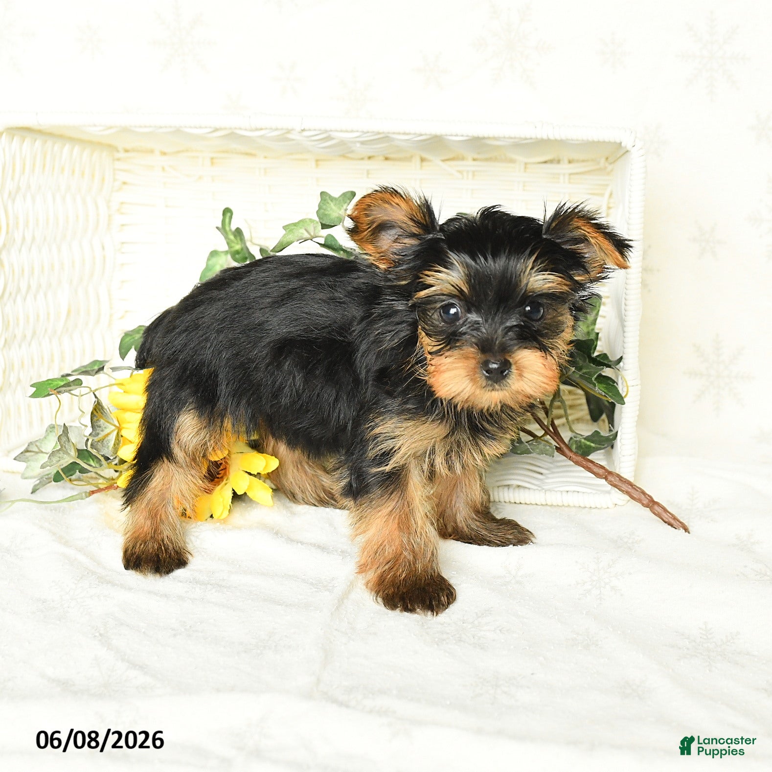 Yorkshire Terrier dogs Precious  - Ad 1