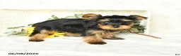Yorkshire Terrier dogs for sale: Precious  - Ad 1