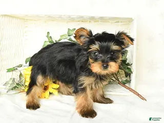 Yorkshire Terrier dogs for sale: Precious - Ad 1