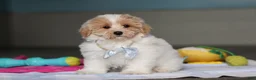 Mixed Breed dogs for sale: Harris - Ad 4
