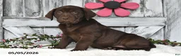 Labrador Retriever dogs for sale: Lucy - Ad 5