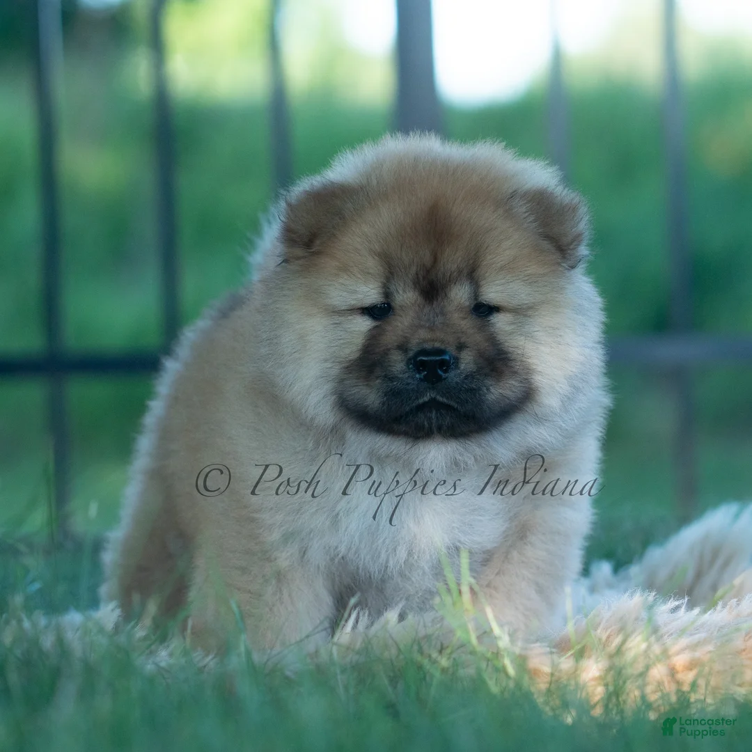 Chow Chow dogs for sale: Meesha - Ad 2