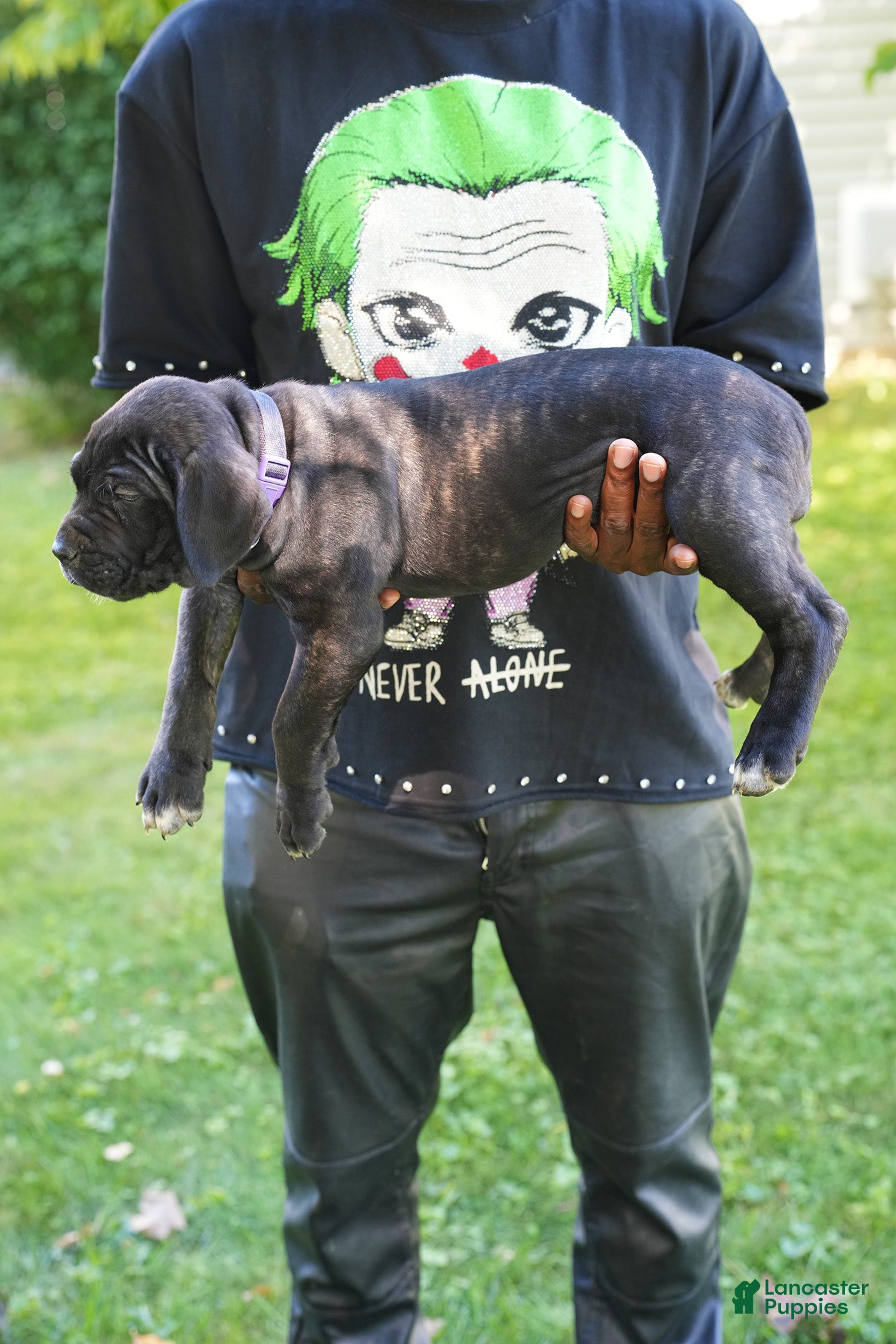 Cane Corso dogs Shuri - Ad 2