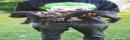 Cane Corso dogs for sale: Shuri - Ad 2