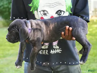 Cane Corso dogs Shuri - Ad 2