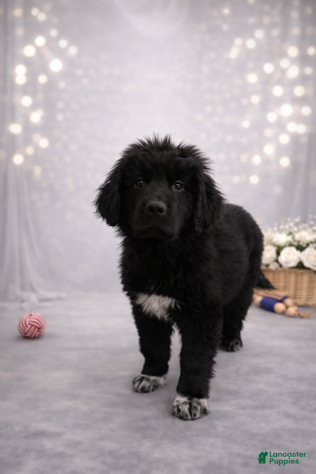 Newfoundland dogs for sale: Nyla - Ad 3