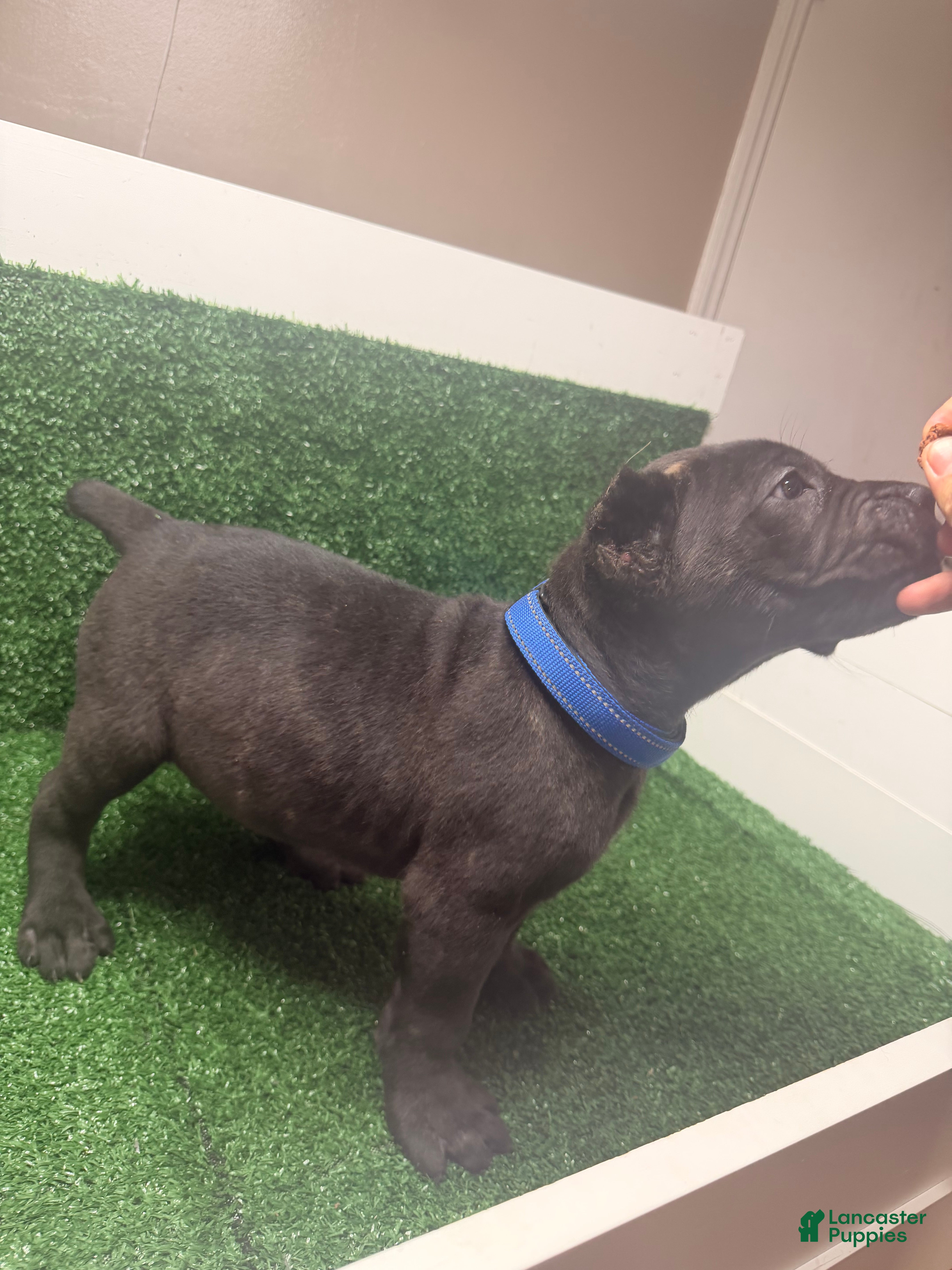 Cane Corso dogs Dark blue - Ad 2