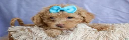 Miniature Poodle dogs for sale: ARCHIE - Ad 14