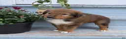 Mixed Breed dogs for sale: Floppy - Ad 4