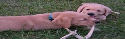 Labrador Retriever dogs for sale: Meet Your New Best Friend! Beautiful Yellow Male Labrador Retriever Puppies Available 💛 - Ad 43