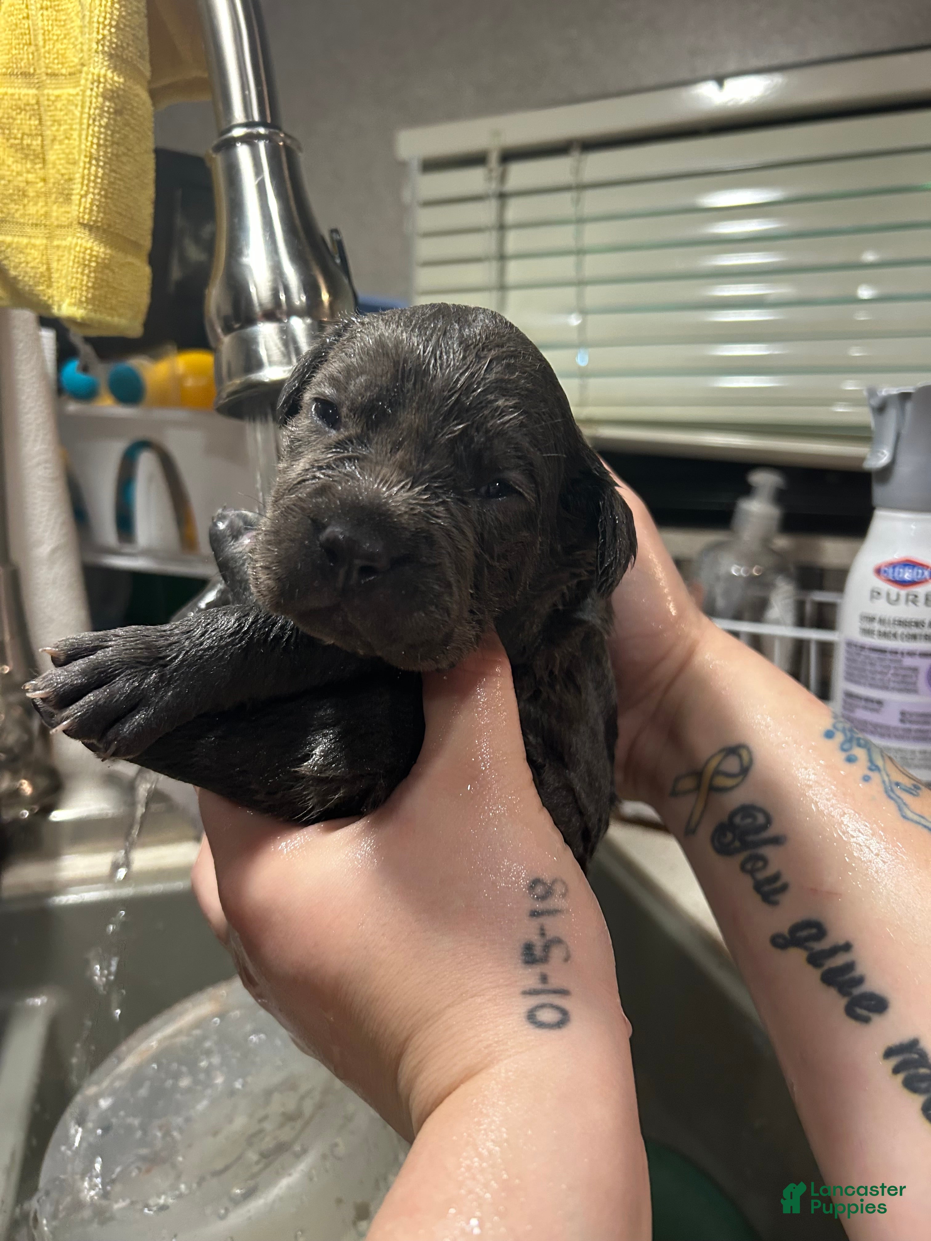 Cane Corso dogs Cane Corso 4 - Ad 1