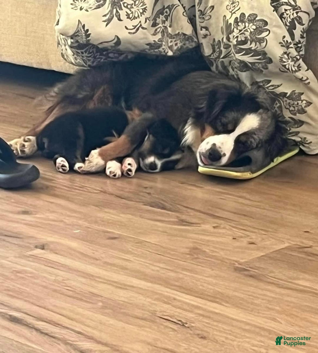 Gallery Image {{count}}