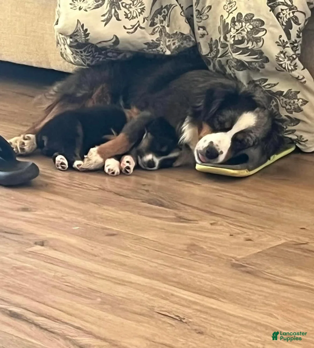 Gallery Image {{count}}