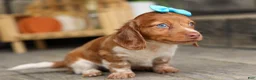 Miniature Dachshund dogs for sale: OLIVER - Ad 1