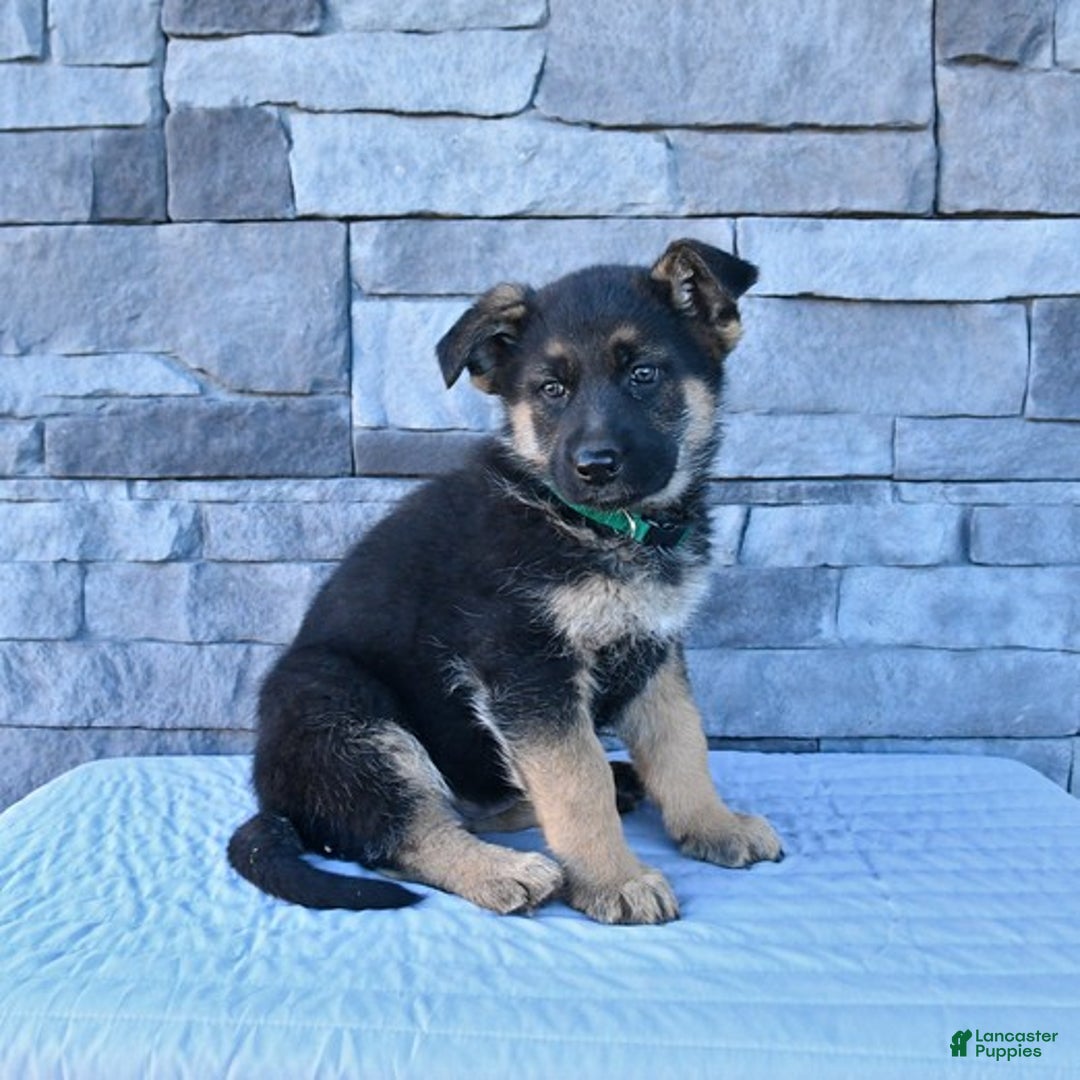 German Shepherd dogs for sale: Hazel - Ad 1