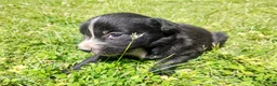 Mixed Breed dogs for sale: Mixed Breed Puppy 2 - Ad 3