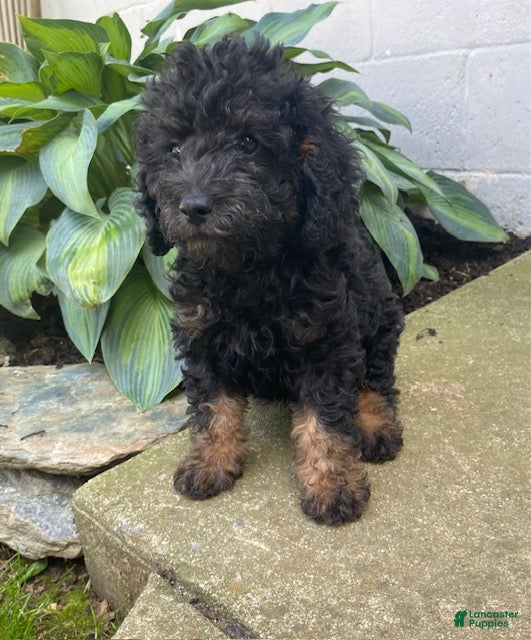 Labradoodle dogs Tyson- miniature - Ad 2