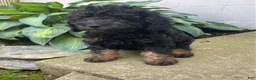 Labradoodle dogs for sale: Tyson- miniature - Ad 2