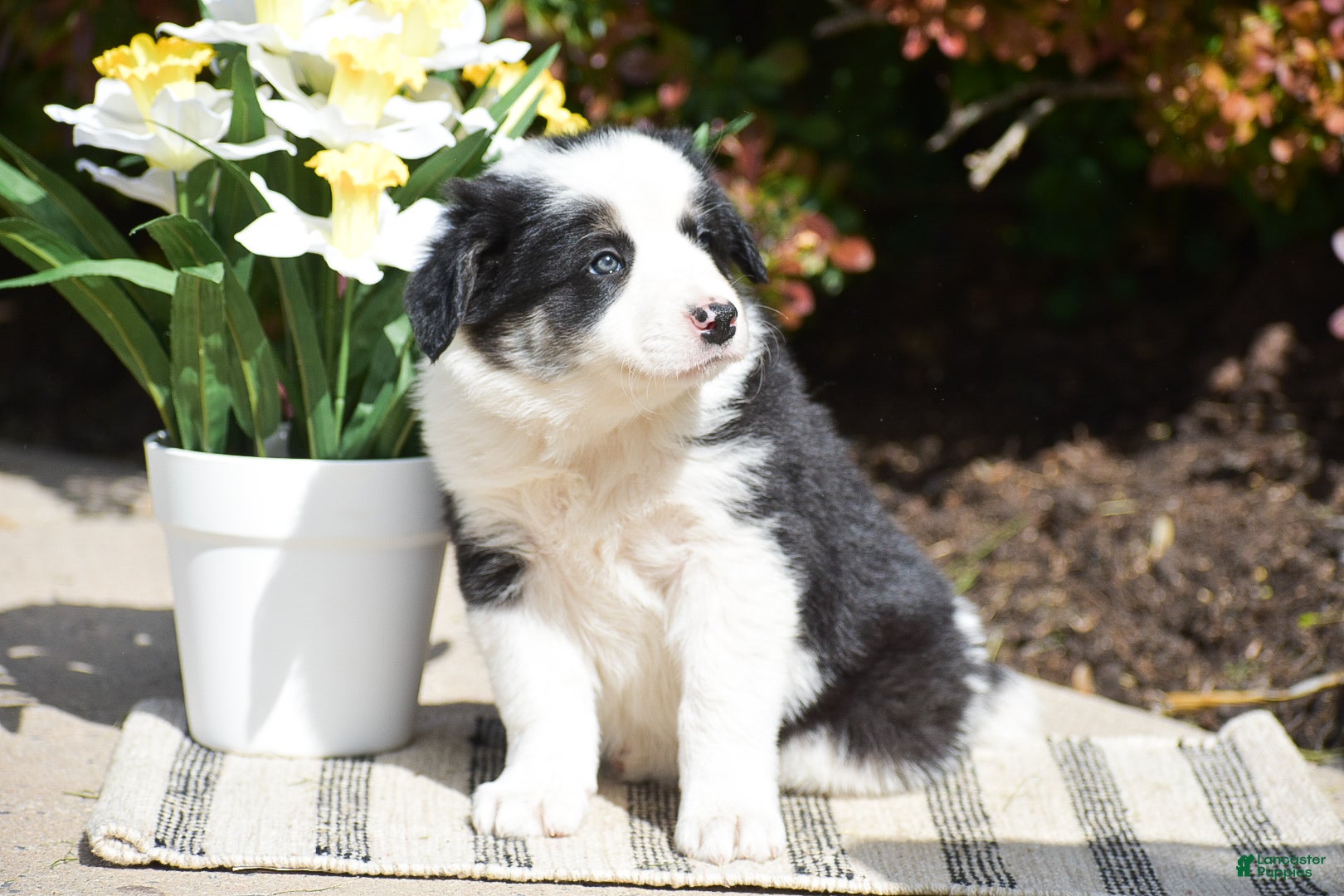 Border Collie dogs Deanna - Ad 2