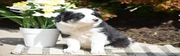 Border Collie dogs for sale: Deanna - Ad 2