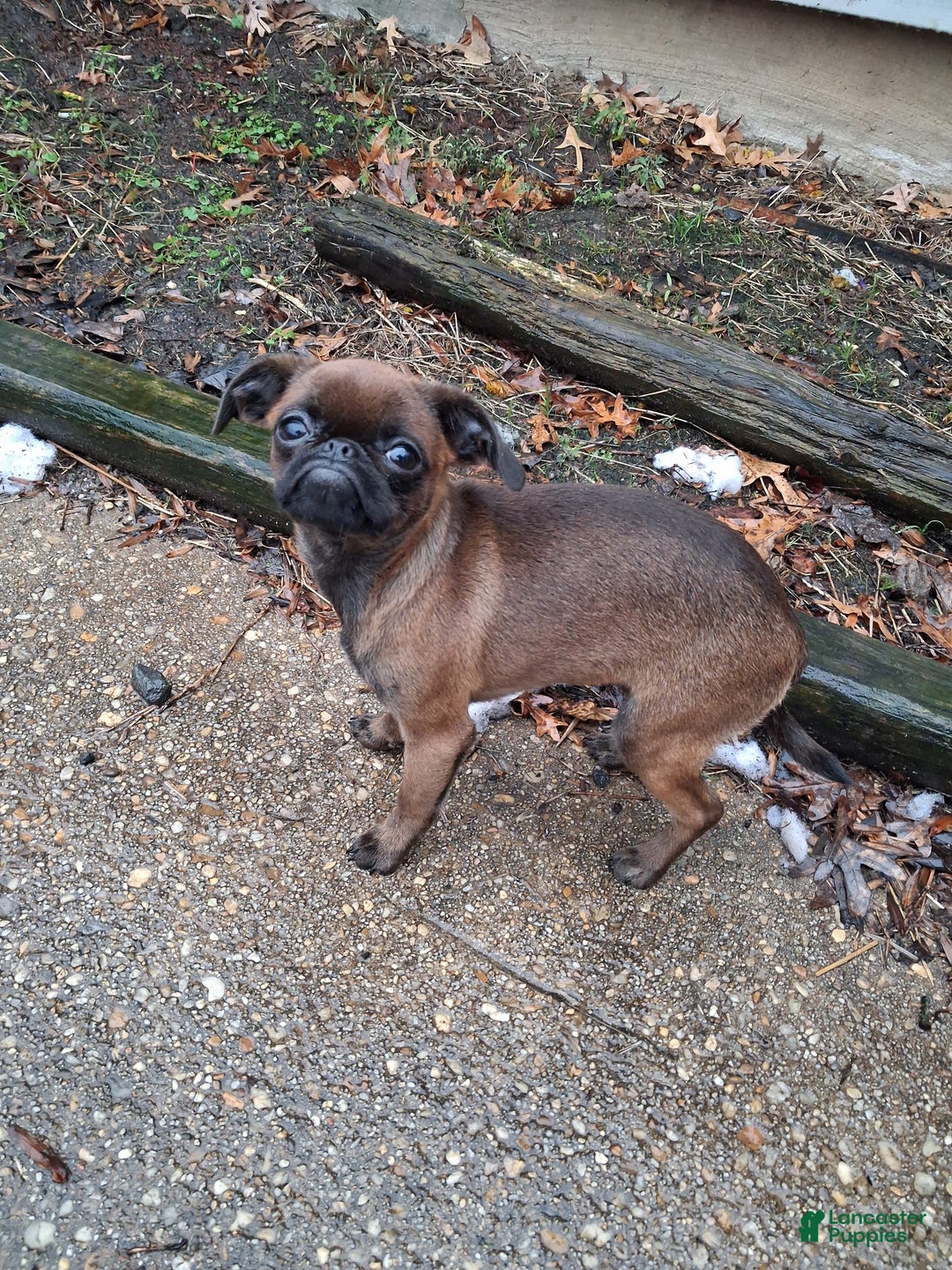 Mixed Breed dogs for sale: Coco - Ad 4