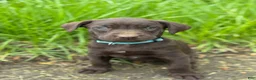 Labrador Retriever dogs for sale: Zoe - Ad 1