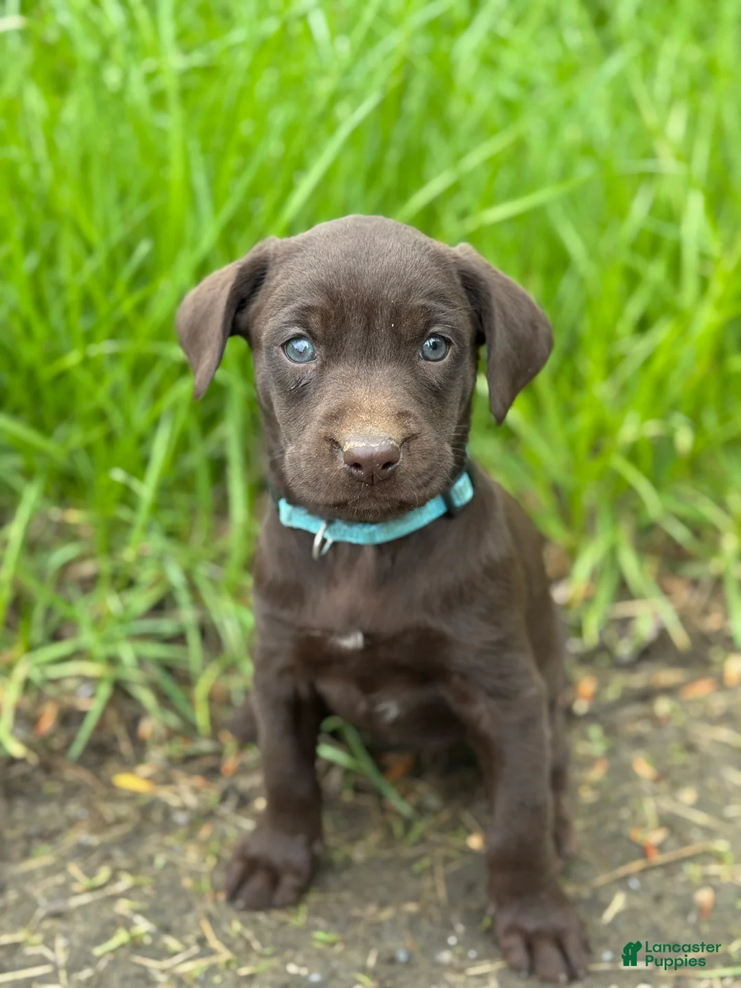 Labrador Retriever dogs for sale: Zoe - Ad 1