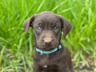 Labrador Retriever dogs Zoe - Ad 10