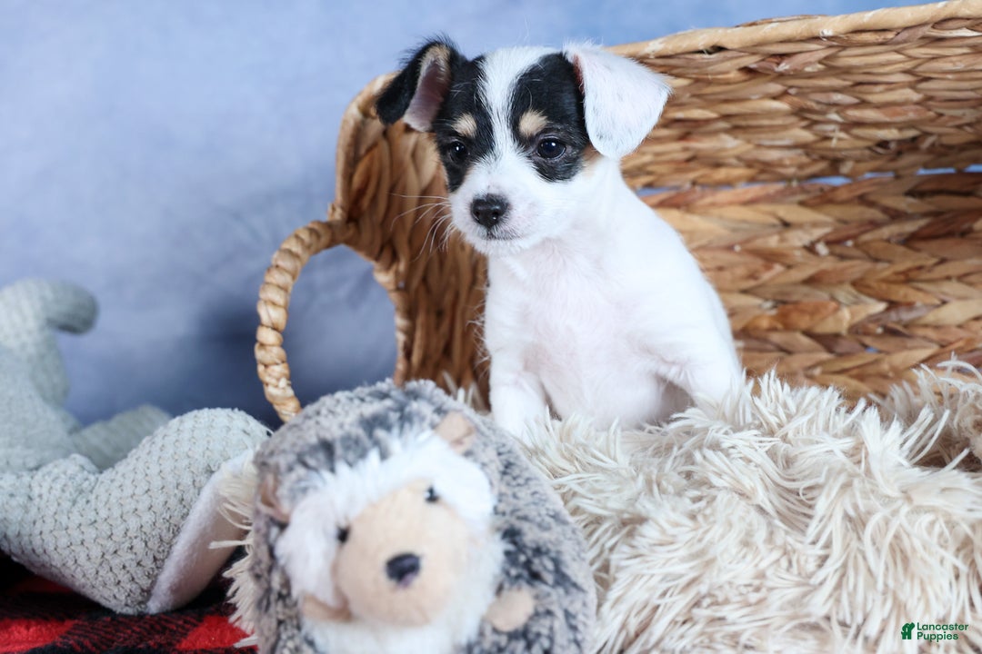 Chipoo dogs for sale: Kisses - Ad 21