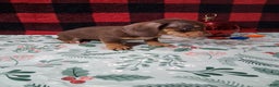 Miniature Dachshund dogs for sale: Sweetheart - Ad 3