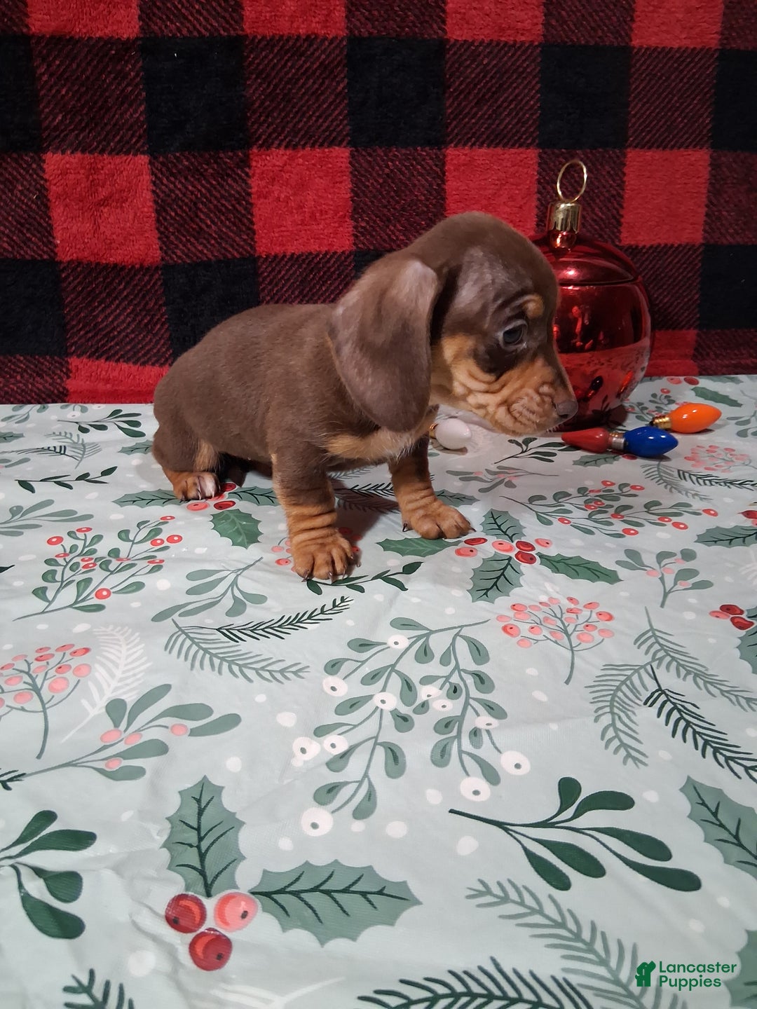 Miniature Dachshund dogs for sale: Sweetheart - Ad 3